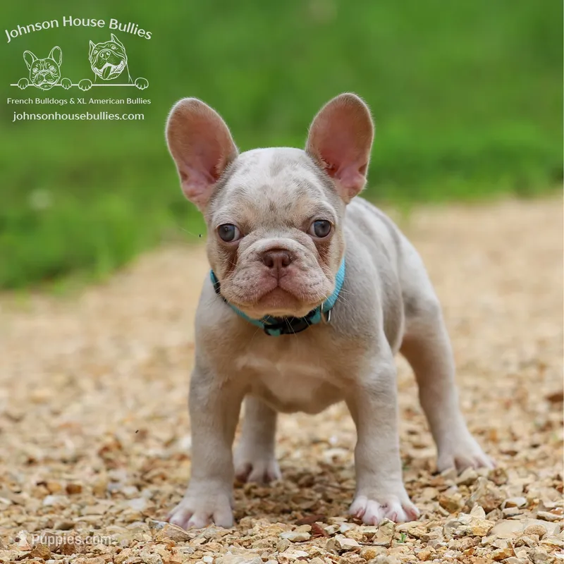Mr. Wahoo - Newshade Isabella & Tan Merle - Health Clear – French Bulldog puppy for sale in Jackson, TN