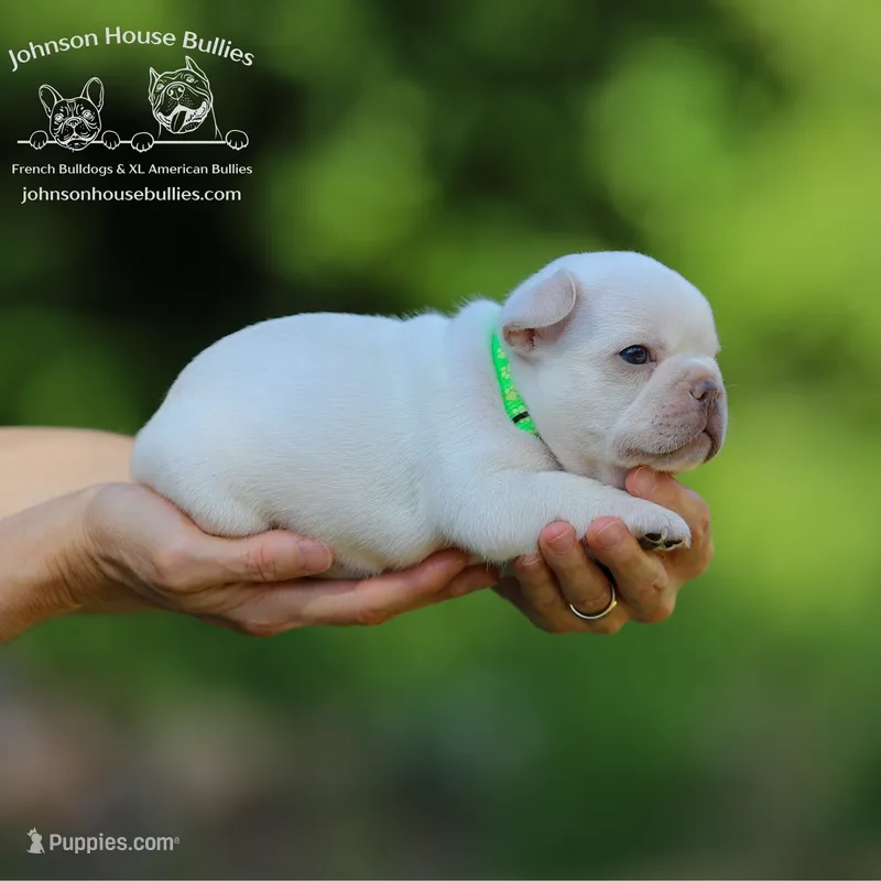 Mr. Cricket - Platinum – French Bulldog puppy for sale in Jackson, TN