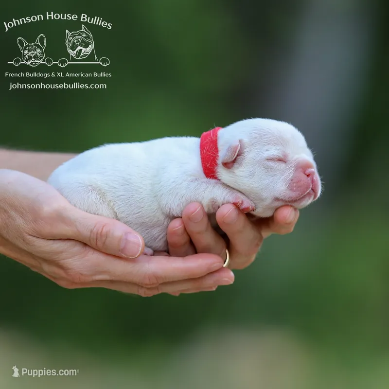 Bart - Platinum - Health Clear – French Bulldog puppy for sale in Jackson, TN