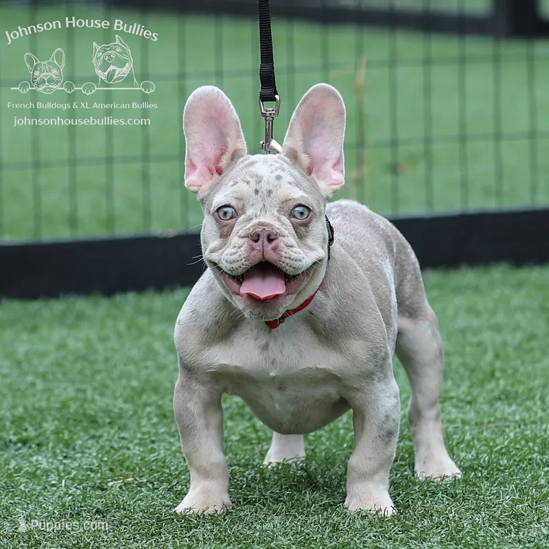 Leonard Newshade Isabella & Tan Merle Health Clear – French Bulldog puppy for sale in Jackson, TN