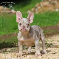 Leonard Newshade Isabella & Tan Merle Health Clear, a male French Bulldog for sale in Jackson, TN – 1 of 4