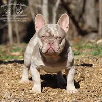 Eclair - Chocolate Tweed Merle w/ testable chocolate / health clear, a female French Bulldog for sale in Jackson, TN – Photo 2 of 3