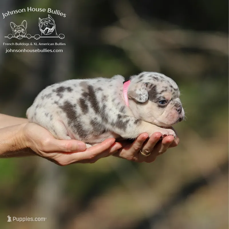 Eclair - Chocolate Tweed Merle w/ testable chocolate / health clear – French Bulldog puppy for sale in Jackson, TN