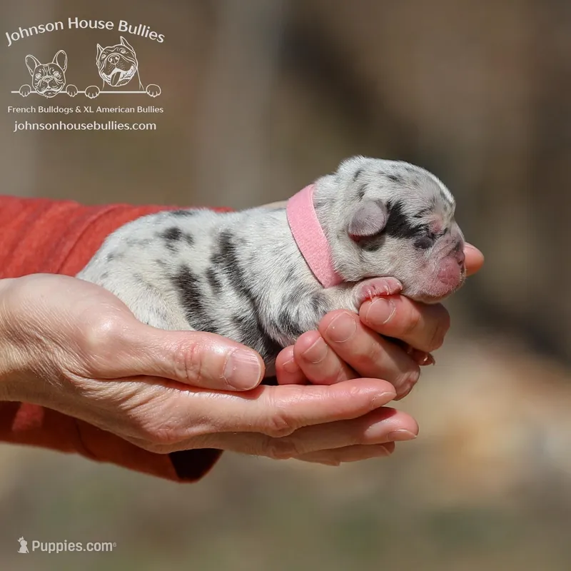 Eclair - Chocolate Tweed Merle w/ testable chocolate / health clear – French Bulldog puppy for sale in Jackson, TN