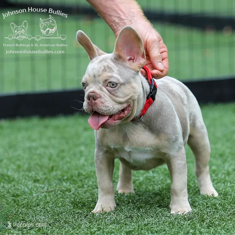 Mr. Wahoo - Newshade Isabella & Tan Merle - Health Clear – French Bulldog puppy for sale in Jackson, TN
