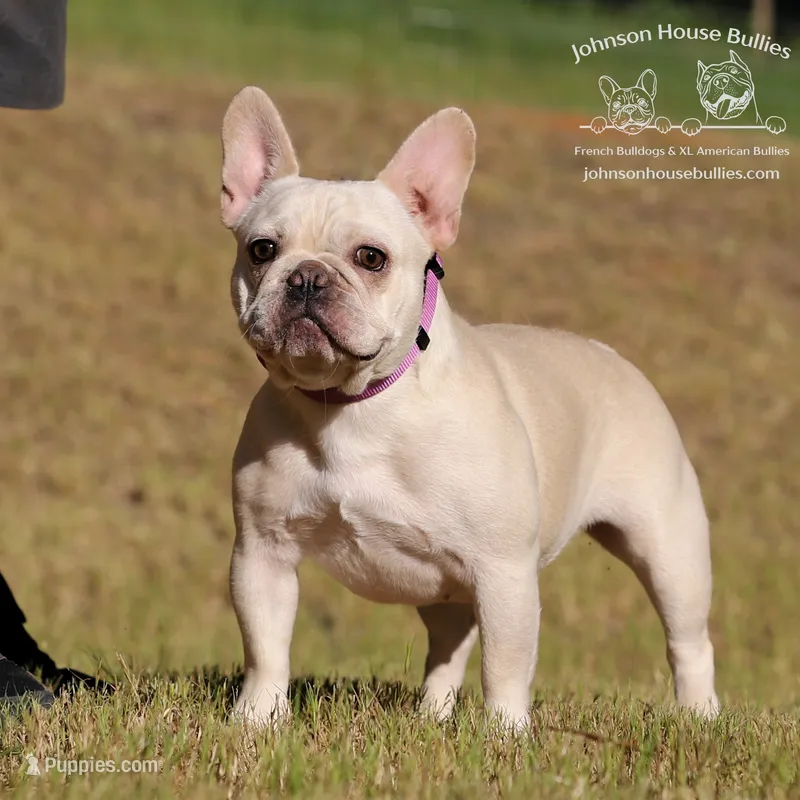 Teapot - Spayed – French Bulldog puppy for sale in Jackson, TN