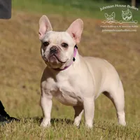 Teapot - Spayed, a female French Bulldog for sale in Jackson, TN – 1 of 6