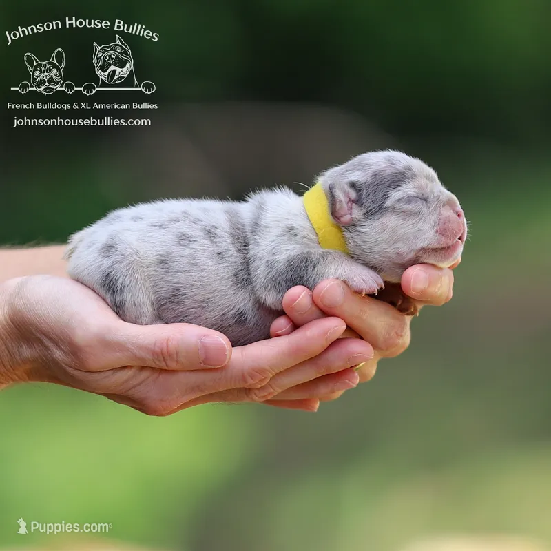 Mr. Firefly - Lilac and Tan Merle Health Clear – French Bulldog puppy for sale in Jackson, TN