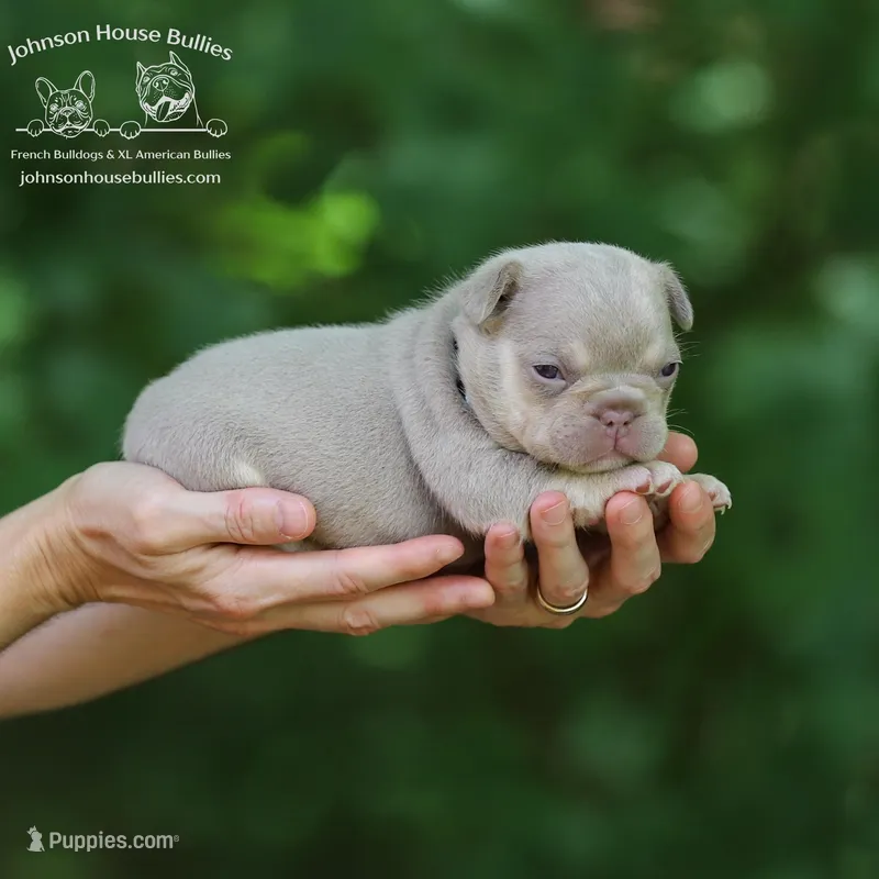 Aruba Newshade Isabella & Tan