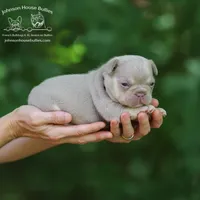 Aruba Newshade Isabella & Tan, a female French Bulldog for sale in Jackson, TN – Photo 1 of 3
