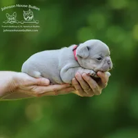 Raj - Isabella and Tan Health Clear, a male French Bulldog for sale in Jackson, TN – 1 of 3