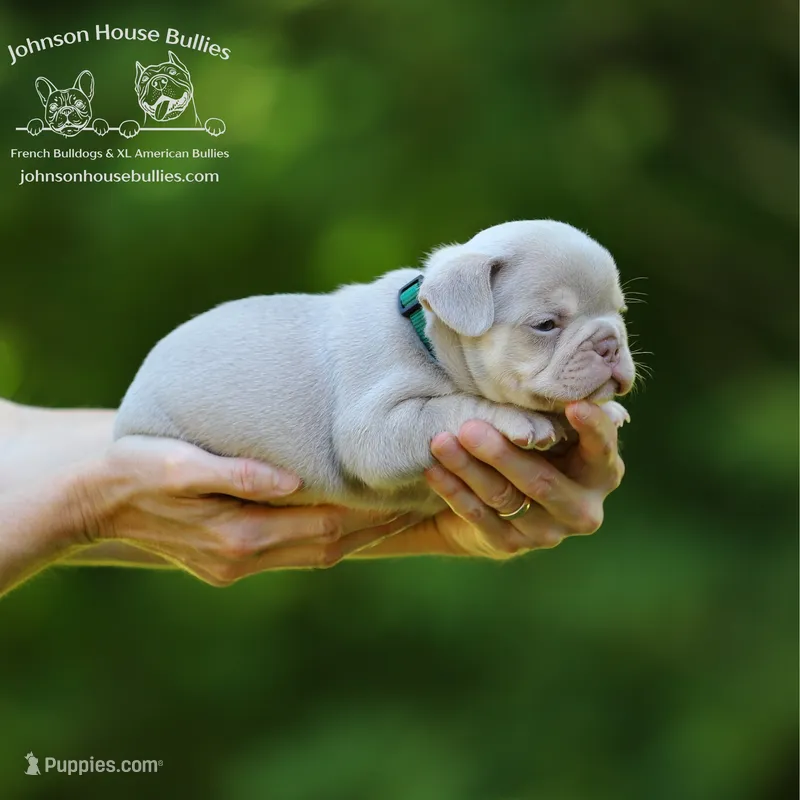 Mr. Mahi - Newshade Isabella & Tan - Health Clear – French Bulldog puppy for sale in Jackson, TN