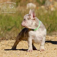 New Shade & Tan Merle, a female French Bulldog for sale in Jackson, TN – Photo 2 of 4