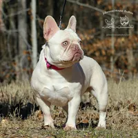 New Shade & Tan Merle, a female French Bulldog for sale in Jackson, TN – Photo 3 of 4