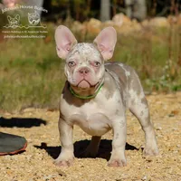 New Shade & Tan Merle, a female French Bulldog for sale in Jackson, TN – Photo 1 of 4