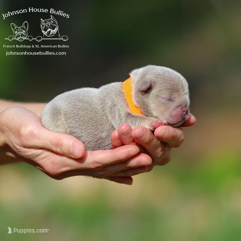 Howard - Newshade Isabella and Tan – French Bulldog puppy for sale in Jackson, TN