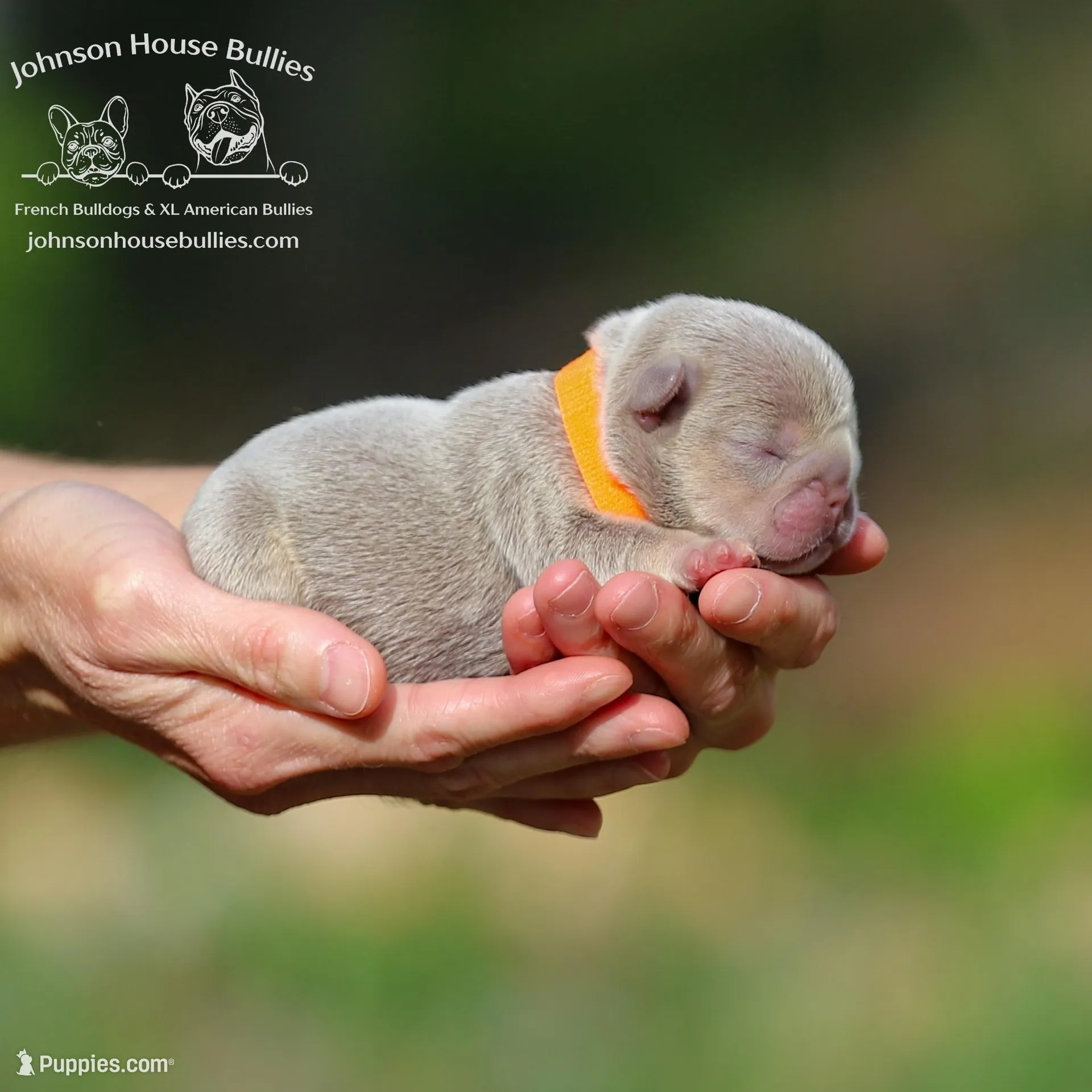 Howard - Newshade Isabella and Tan, a male French Bulldog for sale in Jackson, TN – Photo 1 of 3