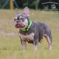 New Shade Isabella health clea, a female French Bulldog for sale in Jackson, TN – Photo 2 of 3