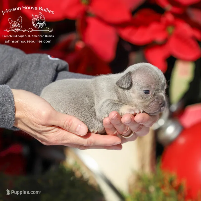 New Shade Isabella health clea, a female French Bulldog for sale in Jackson, TN – Photo 1 of 3