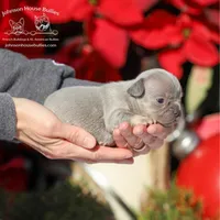 New Shade Isabella health clea, a female French Bulldog for sale in Jackson, TN – Photo 1 of 3