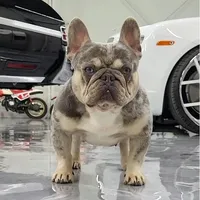Ms. Butterfly - Lilac and Tan Merle - Health Clear, a female French Bulldog for sale in Jackson, TN – 4 of 4