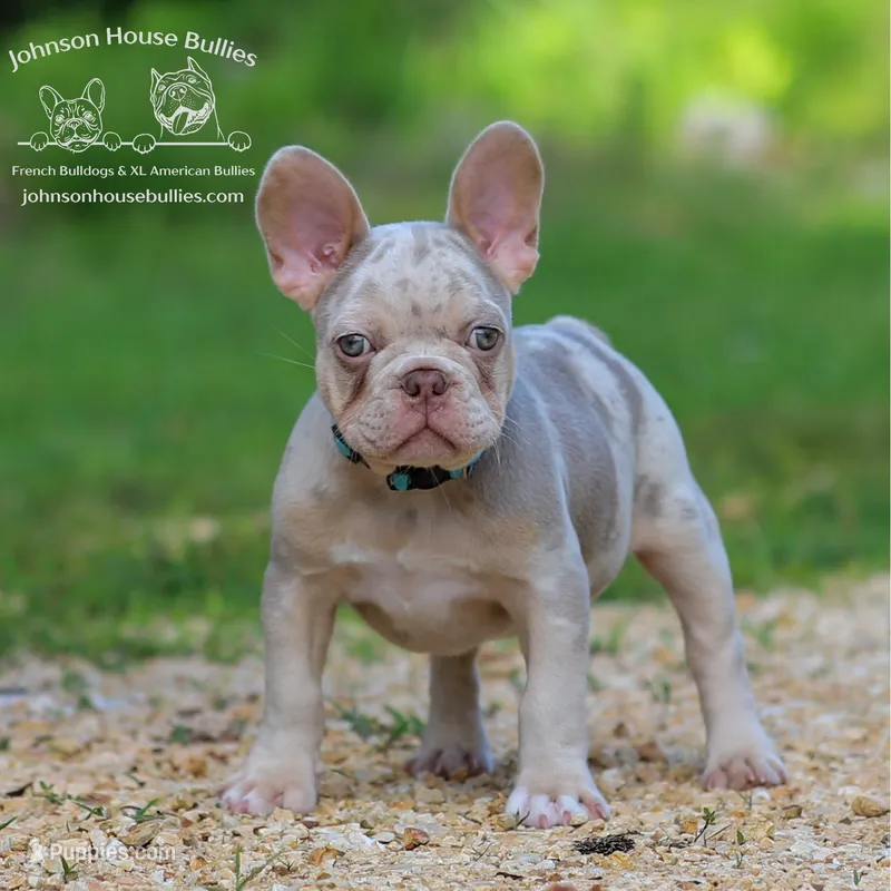 Mr. Wahoo - Newshade Isabella & Tan Merle - Health Clear – French Bulldog puppy for sale in Jackson, TN