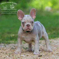 Mr. Wahoo - Newshade Isabella & Tan Merle - Health Clear, a male French Bulldog for sale in Jackson, TN – 1 of 4