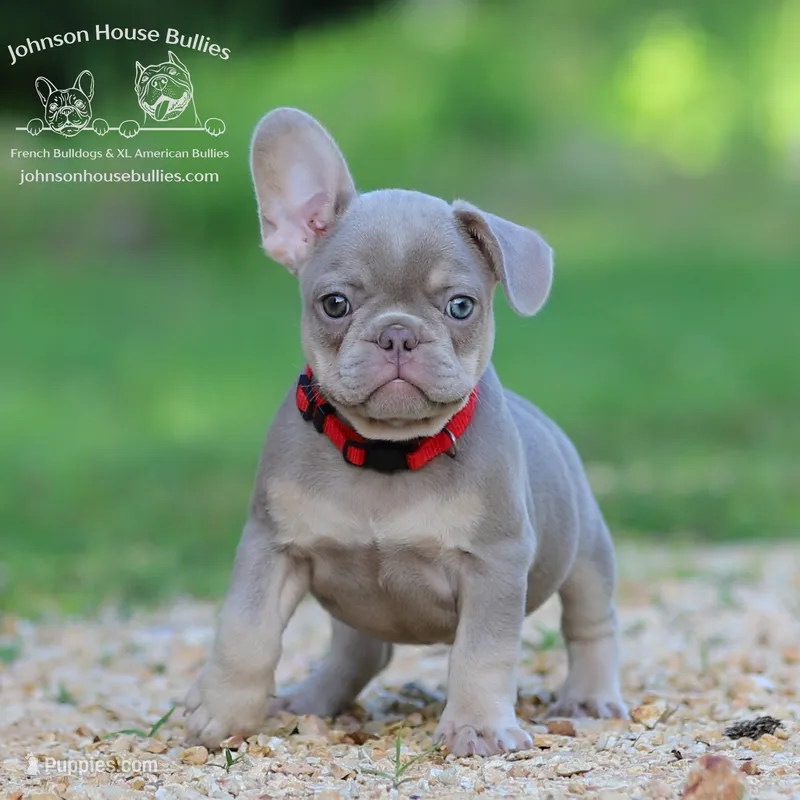 Raj - Isabella and Tan Health Clear – French Bulldog puppy for sale in Jackson, TN