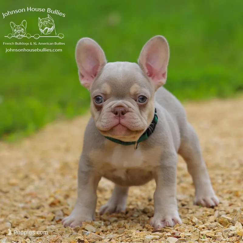 Mr. Mahi - Newshade Isabella & Tan - Health Clear – French Bulldog puppy for sale in Jackson, TN