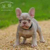 Mr. Mahi - Newshade Isabella & Tan - Health Clear, a male French Bulldog for sale in Jackson, TN – 1 of 3