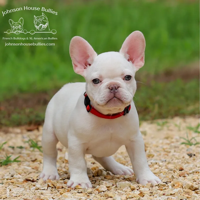 Bart - Platinum - Health Clear – French Bulldog puppy for sale in Jackson, TN