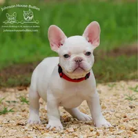 Bart - Platinum - Health Clear, a male French Bulldog for sale in Jackson, TN – 1 of 3
