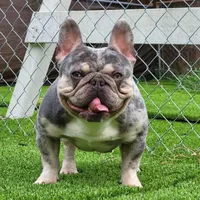 Mr. Firefly - Lilac and Tan Merle Health Clear, a male French Bulldog for sale in Jackson, TN – 3 of 3