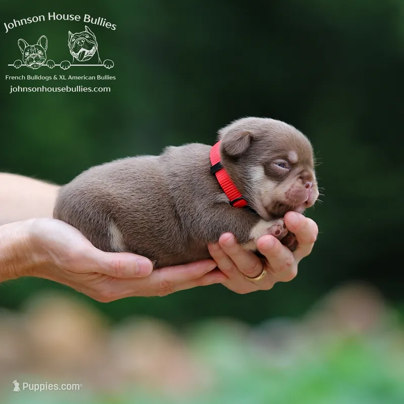 Jerry Newshade Rojo & Tan Health Clear – French Bulldog puppy for sale in Jackson, TN