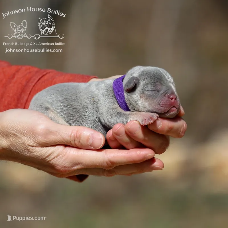 Muffin - Lilac & Tan w/ testable chocolate / health clear – French Bulldog puppy for sale in Jackson, TN
