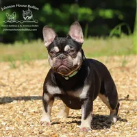 Ms. Buttercup Chocolate and Tan Health Clear, a female French Bulldog for sale in Jackson, TN – Photo 4 of 5