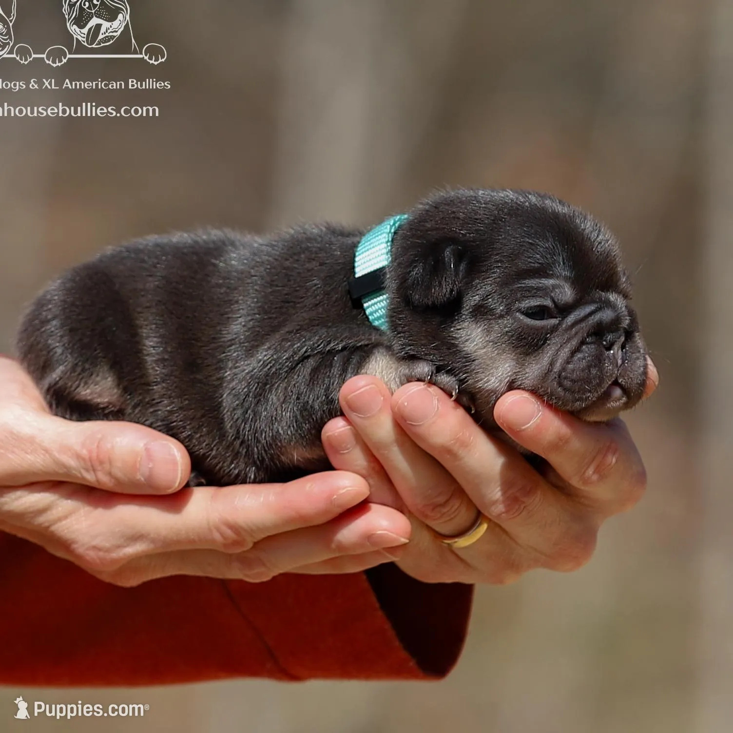 Ms. Buttercup Chocolate and Tan Health Clear – French Bulldog puppy for sale in Jackson, TN