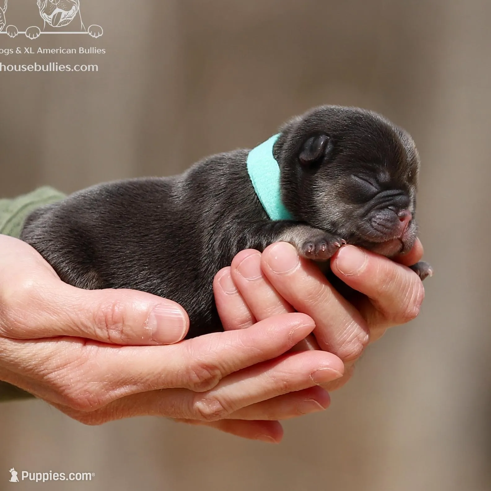 Ms. Buttercup Chocolate and Tan Health Clear, a female French Bulldog for sale in Jackson, TN – Photo 1 of 3