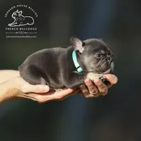 Ms. Buttercup Chocolate and Tan Health Clear, a female French Bulldog for sale in Jackson, TN – Photo 1 of 5