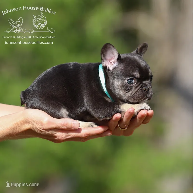 Ms. Buttercup Chocolate and Tan Health Clear – French Bulldog puppy for sale in Jackson, TN