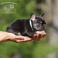 Ms. Buttercup Chocolate and Tan Health Clear, a female French Bulldog for sale in Jackson, TN – Photo 1 of 3