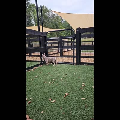 Leonard Newshade Isabella & Tan Merle Financing Available, a male French Bulldog for sale in Jackson, TN – 3 of 5