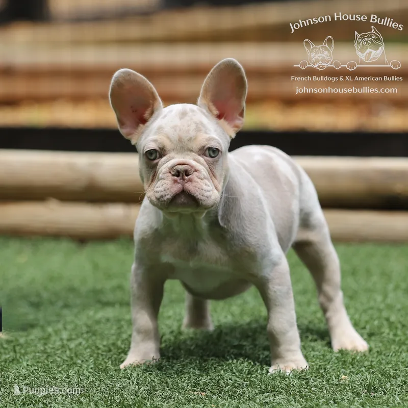 Mr. Wahoo - Newshade Isabella & Tan Merle - Health Clear – French Bulldog puppy for sale in Jackson, TN