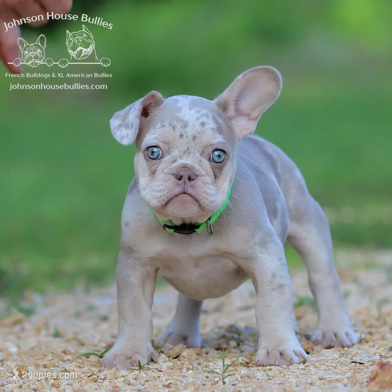 Leonard Newshade Isabella & Tan Merle Health Clear – French Bulldog puppy for sale in Jackson, TN