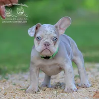 Leonard Newshade Isabella & Tan Merle Health Clear, a male French Bulldog for sale in Jackson, TN – 1 of 5