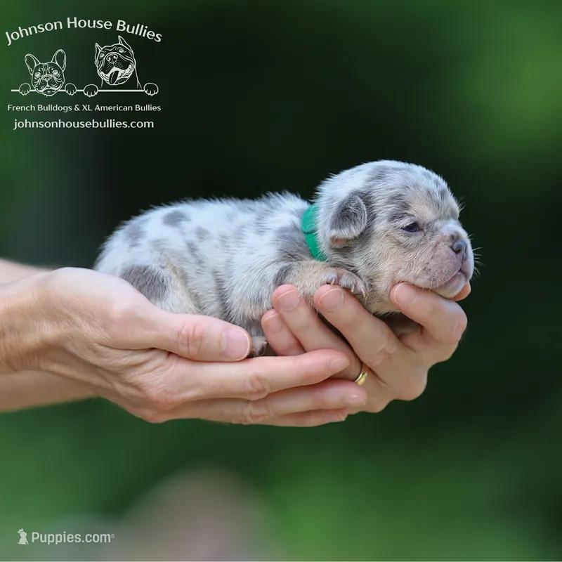 Mr. Ned - Lilac and Tan Merle Health Clear – French Bulldog puppy for sale in Jackson, TN