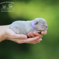 Bali Newshade Isabella & Tan, a female French Bulldog for sale in Jackson, TN – Photo 1 of 3