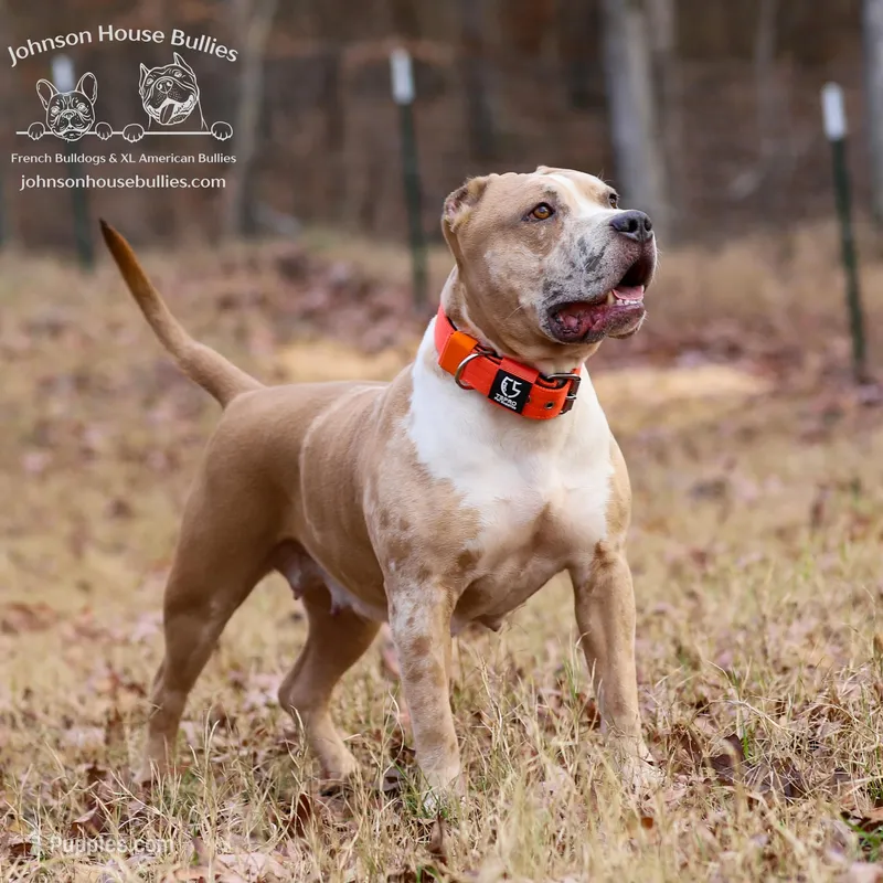 Nya - Spayed American Bully