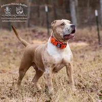 Nya - Spayed American Bully, a female American Bully for sale in Jackson, TN – Photo 1 of 3