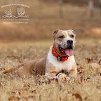 Nya - Spayed American Bully, a female American Bully for sale in Jackson, TN – Photo 2 of 3